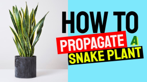 Disperse Snake Plant - Tips To Snake Plant Proliferation! Just How To Circulate Sansevieria 