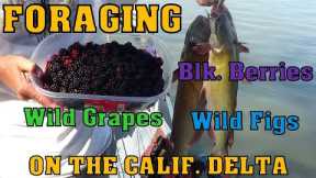 FISHING & FORAGING ... ON THE CALIF. DELTA!