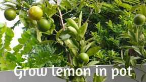 How to grow lemon in pot|| gardening tips #anooshzone #kitchengardening #lemoninpot #vlog