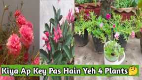 4 Easy To Grow Summer plants |Less Care Flowering Plants|Flowering Plants in Small Pots