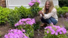 How to Plant Perennials! | Gardening Tips for Beginners
