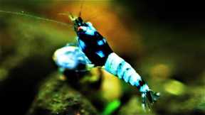 Molting Issues Or Low Baby Shrimp Survival ? Test and Fix Your GH