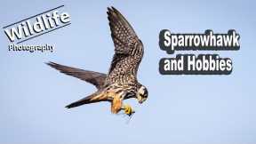 Sparrowhawk and Hobbies | UK Wildlife and Nature Photography | Canon R5