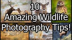 10 Amazing Wildlife Photography Tips