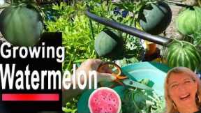 Growing Watermelon Hanging in Container Gardening Tips Vertically on Trellis Sugar Baby Watermelon