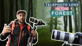 Photographing the Forest With Long Lens - Forest Photography Tips and Settings