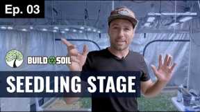 SEEDLING STAGE: How We Maintain Our Seedlings (BuildASoil Season 4, Episode 3)