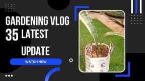 Repotting plants and decoration ideas#gardening vlog35