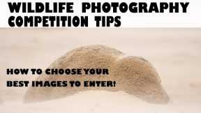 WILDLIFE PHOTOGRAPHY COMPETITION TIPS