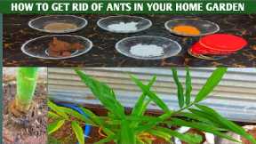 How to get rid of ants in your home garden | gardening ideas
