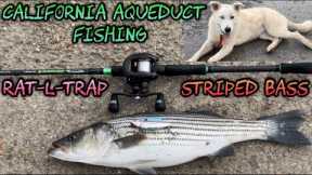 California Aqueduct Fishing 2022 - Rat-L-Trap = STRIPED BASS ACTION!