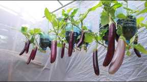 [No garden] The secret from eggs and bananas to grow eggplants hanging upside down