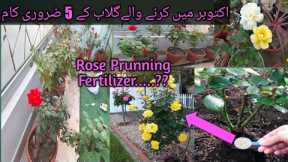 Rose plant Care In October For More Flowers In Winter||Best Home Made Fertilizer For Rose Plant