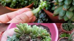 How to Successfully propagate Succulents/A Simple Care Tips for Beginners/Verities of Succulent.