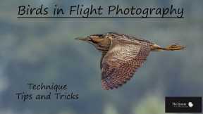 Birds in Flight Photography: Techniques, Tips and Tricks