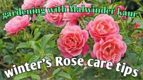 HOW TO WINTER'S CARE TIPS FOR ROSES PLANTS IN POTS YOUR GARDEN. @Gardening with Malwinder kaur