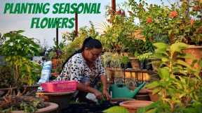 Planting Seasonal Flowers I Winter Plants for Garden I Winter Plant for Outside I Nepali Gardening