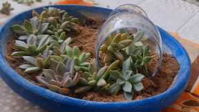 DIY||Succulent dish garden idea||Explore your hobbies!!!