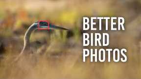 5 Tips to Improve Your Bird Photography