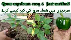 How to grow capsicum/Easiest way to grow ball pepper/grow Shimla mirch from seeds/capsicum part -1