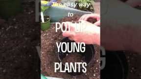Gardening Tips | The EASY Way to Pot Up Young Plants! | Garden Ideas | #short​​