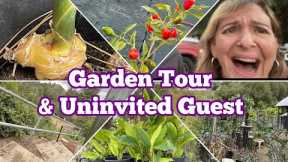 Fall Garden Tour How to Grow using Shower Curtain on Eggplant & Cucumbers & Container Gardening TIPS