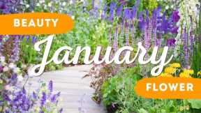 Best Flower to Plant in January 🌼 🌸  // Spring Flowers Planting Ideas ✨