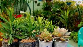 Winter Flowers Shopping|Succulent Shopping With Prices| Explore your hobbies!!!