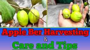 Apple Ber Harvesting and Care tips.#Gardeninghobbies #appleber #kamaljeetsingh