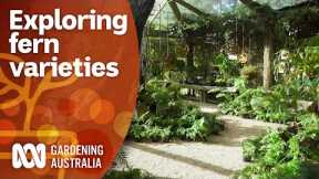 A guide for choosing and planting ferns | Garden Design and Inspiration | Gardening Australia