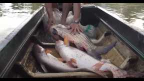 Amazing fishing videos | cataching Big fish by Net | Village fishing