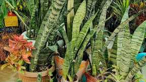 Snake plant care|snake plant propagation|Explore your hobbies!!!