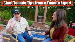 Tips to Grow Giant Tomatoes from a Tomato Expert