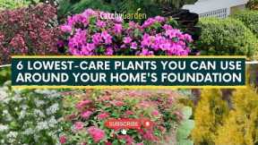 6 Lowest Care Plants You Can Use Around Your Home's Foundation 🌸🌿 // Gardening Tips