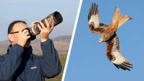 How to Get the BEST PHOTOS of DIVING RED KITES - Photography Tips for Mirrorless & DSLR Cameras