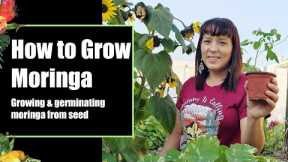 How to germinate moringa seeds - get faster germination #moringa #gardening #superfood #homegrown
