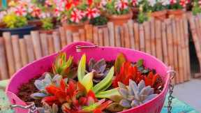 DIY#Simple and Beautiful# Succulent Basket#Explore your hobbies!!!