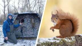 Wildlife Photography Tips - Red Squirrels in the Snow (Canon R6 & Canon EF 500mm f/4 Lens)