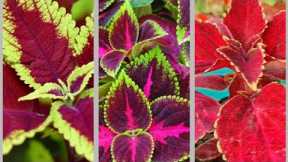 Coleus plants shopping| Explore your hobbies!!!