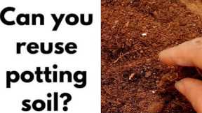 How to reuse old potting soil|Explore your hobbies!!!