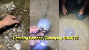 Catching Seafood 🐠🦀 Fish, Clam, Octopus, Crab, Shrimp (Fishing Videos) Satisfying ASMR  #22