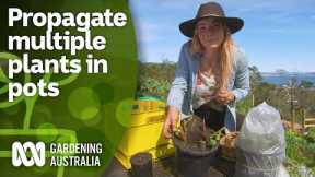 How to propagate multiple plants using pots | DIY Garden Projects | Gardening Australia
