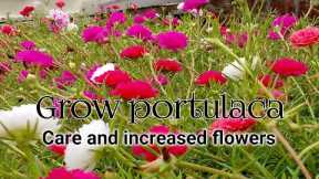 Moss rose portulaca cutting grow & care/ Increased flowers on gul dopheri( 9 o'clock) smart ideas/