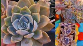 Echeveria succulent| price| care and needs|Succulant for beginners| Explore your hobbies!!!