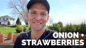 Planting Strawberries, Onions + Radish in the Raised Garden Beds | Gardening with Wyse Guide
