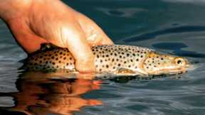 Brown Trout fishing with Lures for beginners