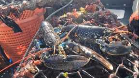 AMAZING CATCH! - BIG LOBSTERS! Hauling Crab and Lobster Pots After Big 10m Spring Tide!