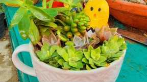 Succulent Arrangement in a cup| DIY|Explore your hobbies!!!