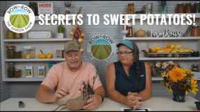 Growing Sweet Potatoes | Gardening Tips and Tricks