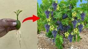 Unique skill planting grape with amazing technique get a lot of fruits